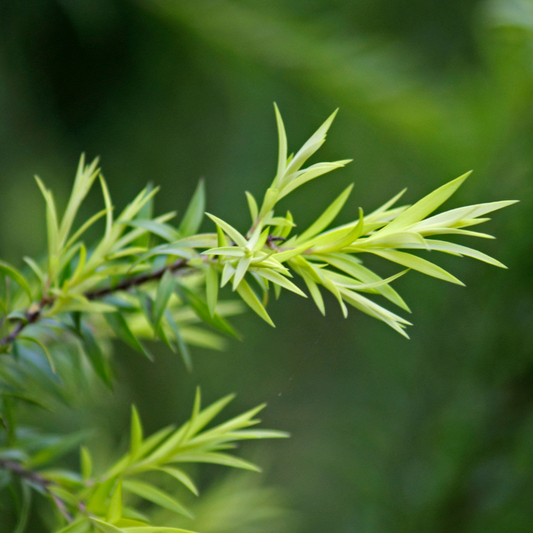 Tea Tree : Les bienfaits et utilisations du mélaleuca alternifolia