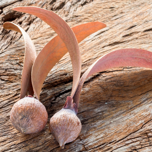 Dipterocarpus