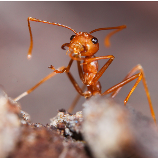 La Fourmi de Feu : Un envahisseur redoutable en Australie