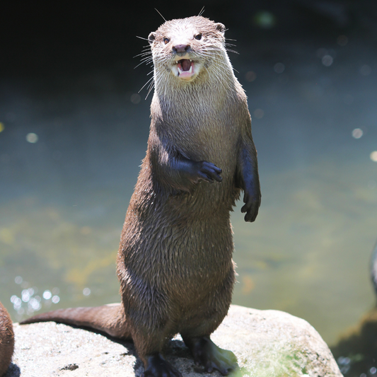 Loutre de rivière de Sumatra