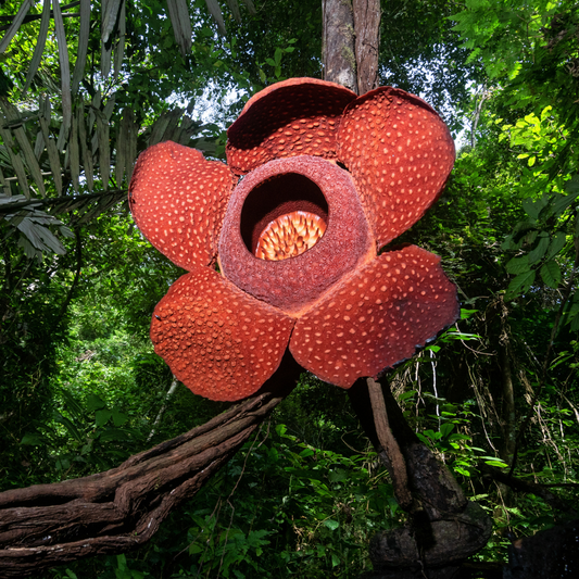 Rafflesia arnoldii