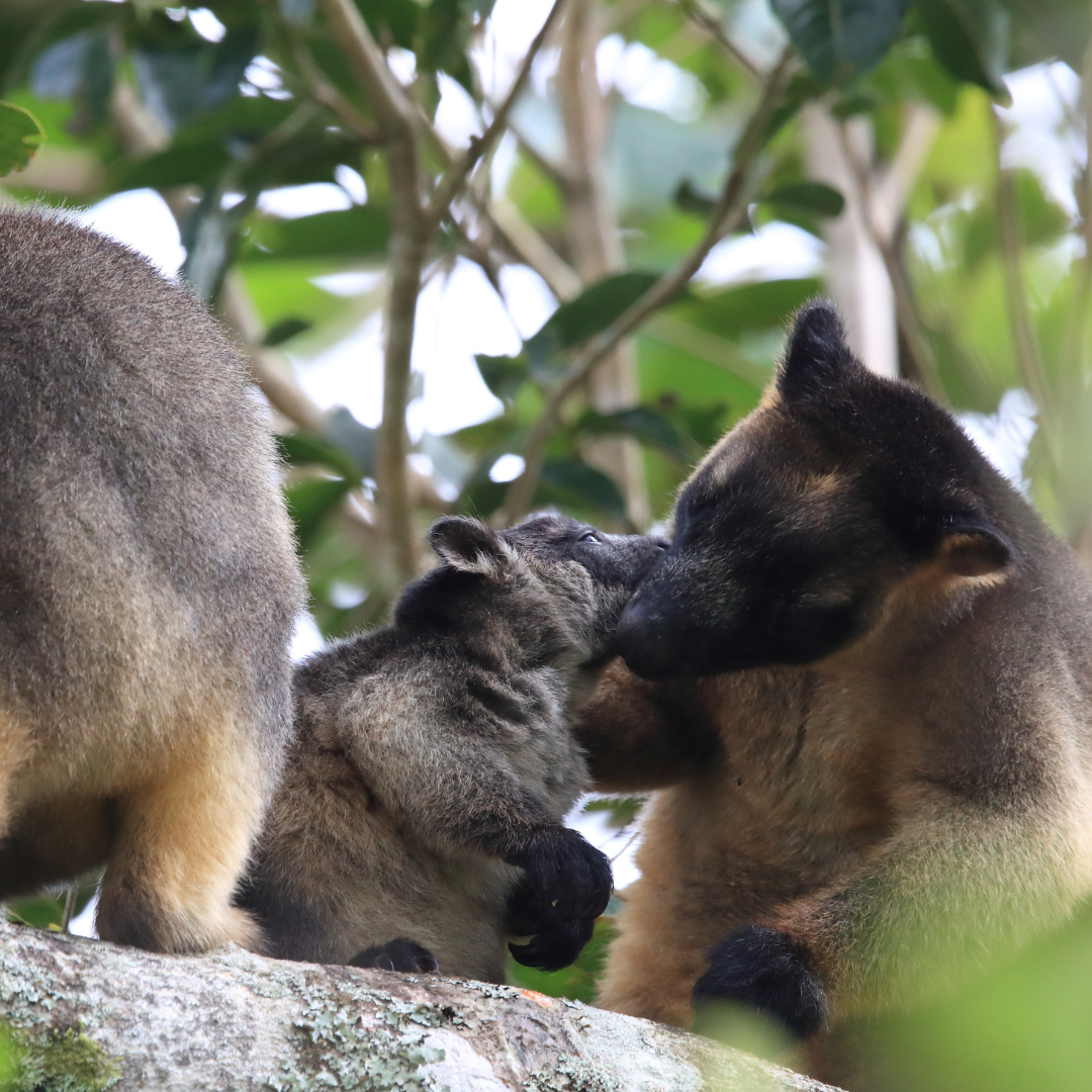 Le Kangourou arboricole : Le sautillant des arbres Australiens