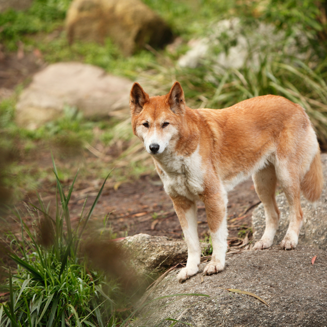 Le Dingo : Le chien sauvage d'Australie