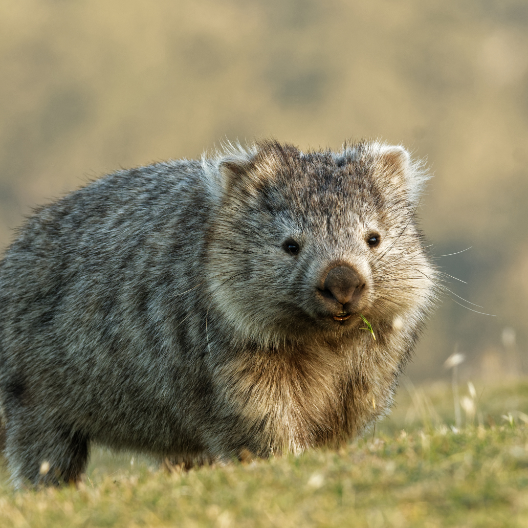 Le Wombat : Le fouisseur Australien