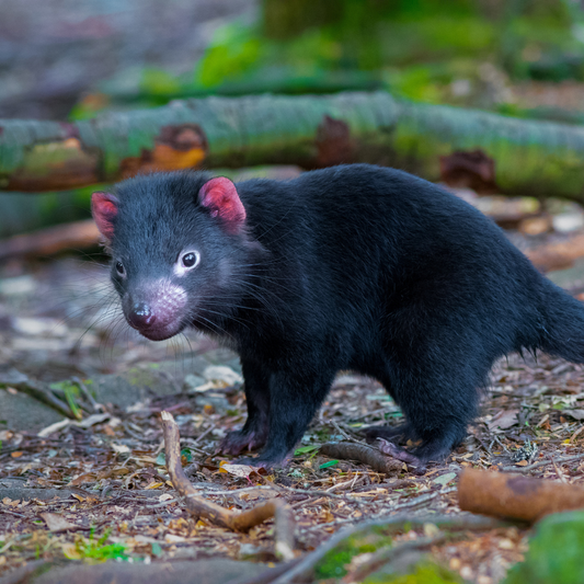 Le Diable de Tasmanie : Une créature sauvage et résiliente