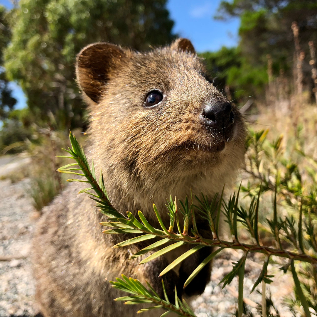 Le Quokka : Le sourire de l'Australie