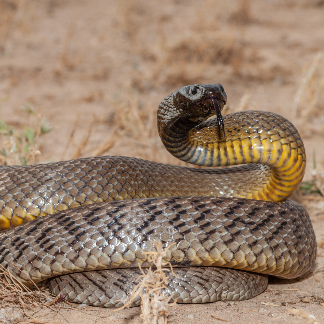 Le Taïpan du Désert : Le serpent au venin mortel