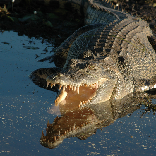 Le Crocodile Marin : Le titan des marais tropicaux