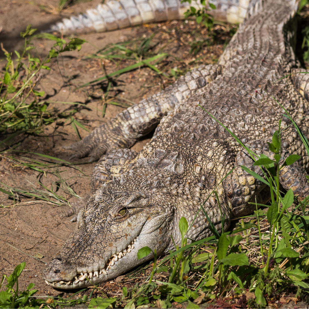 Le Crocodile d'Eau Douce : Le reptile des rivières Australiennes