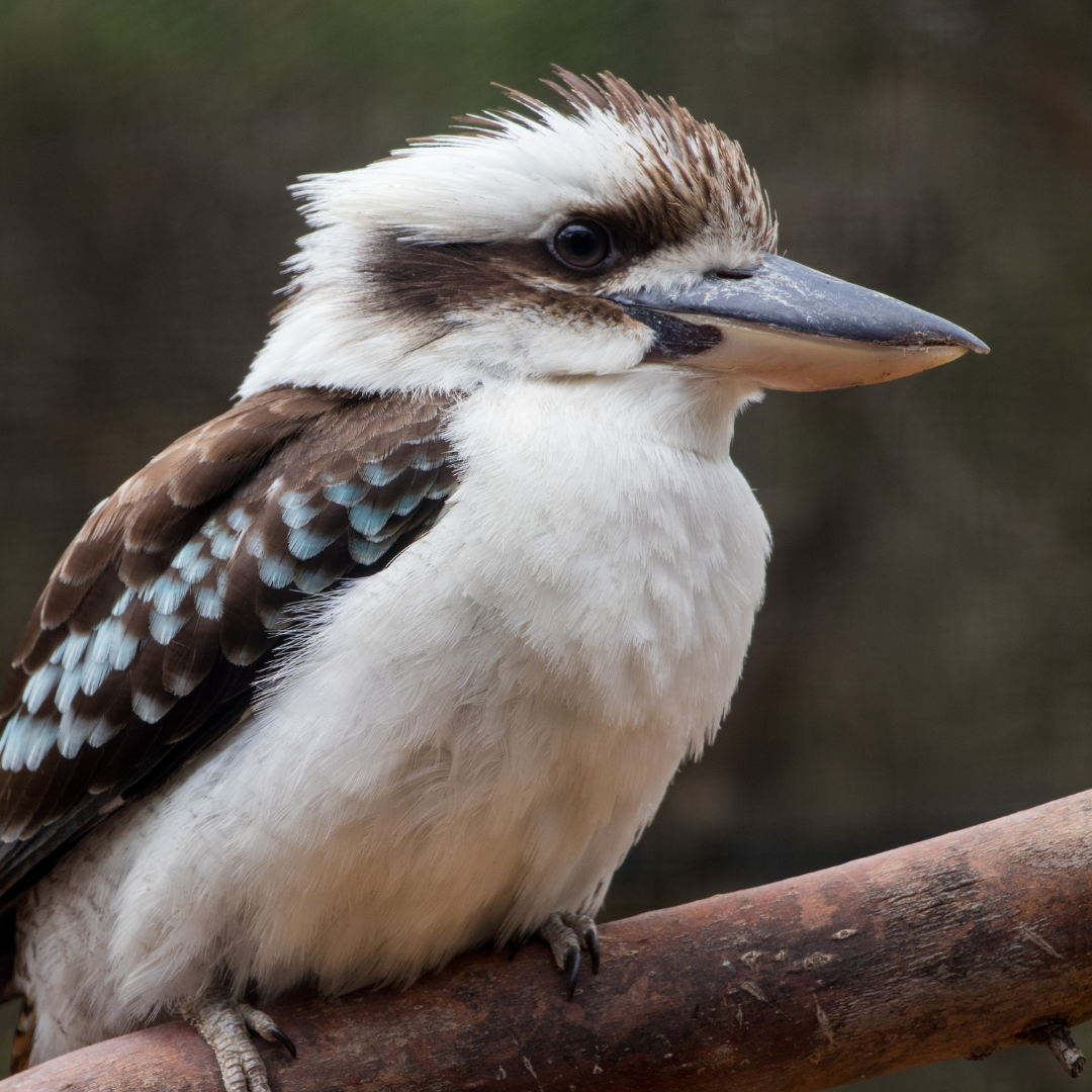 Le Kookaburra : Le Rieur des Forêts Australiennes