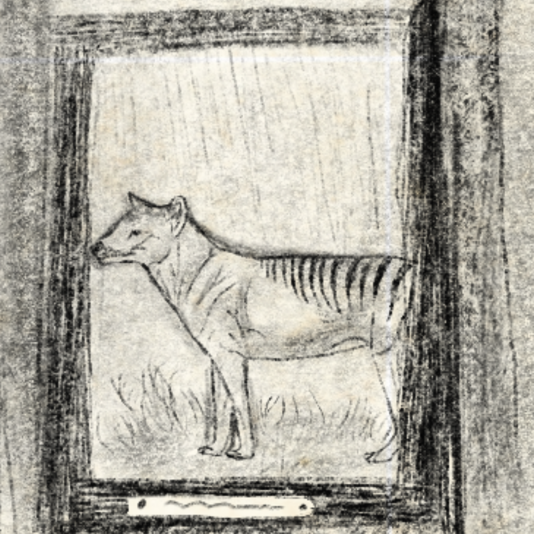 Le Thylacine : Le tigre de Tasmanie disparu