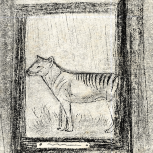 Le Thylacine : Le tigre de Tasmanie disparu