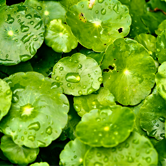 Centella Asiatica : Bienfaits, utilisations et importance en médecine traditionnelle