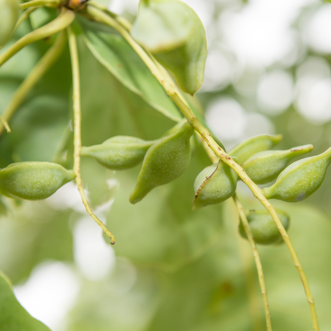 Le Kakadu Plum : Trésor de la biodiversité Australienne