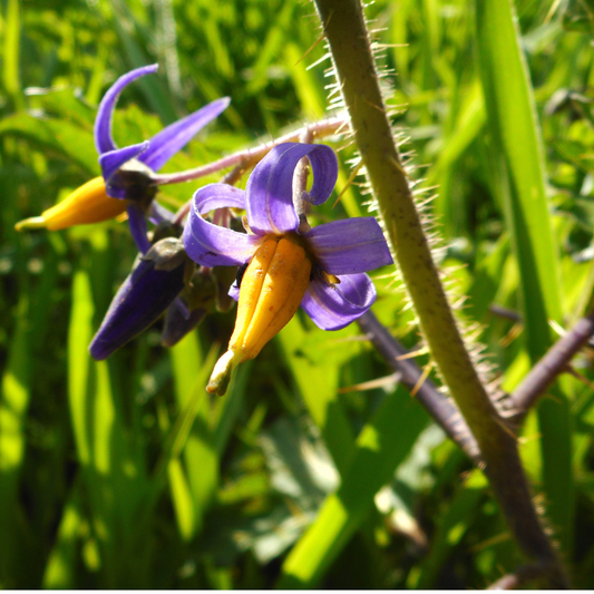 Solanum centrale : Le fruit nourricier des déserts Australiens