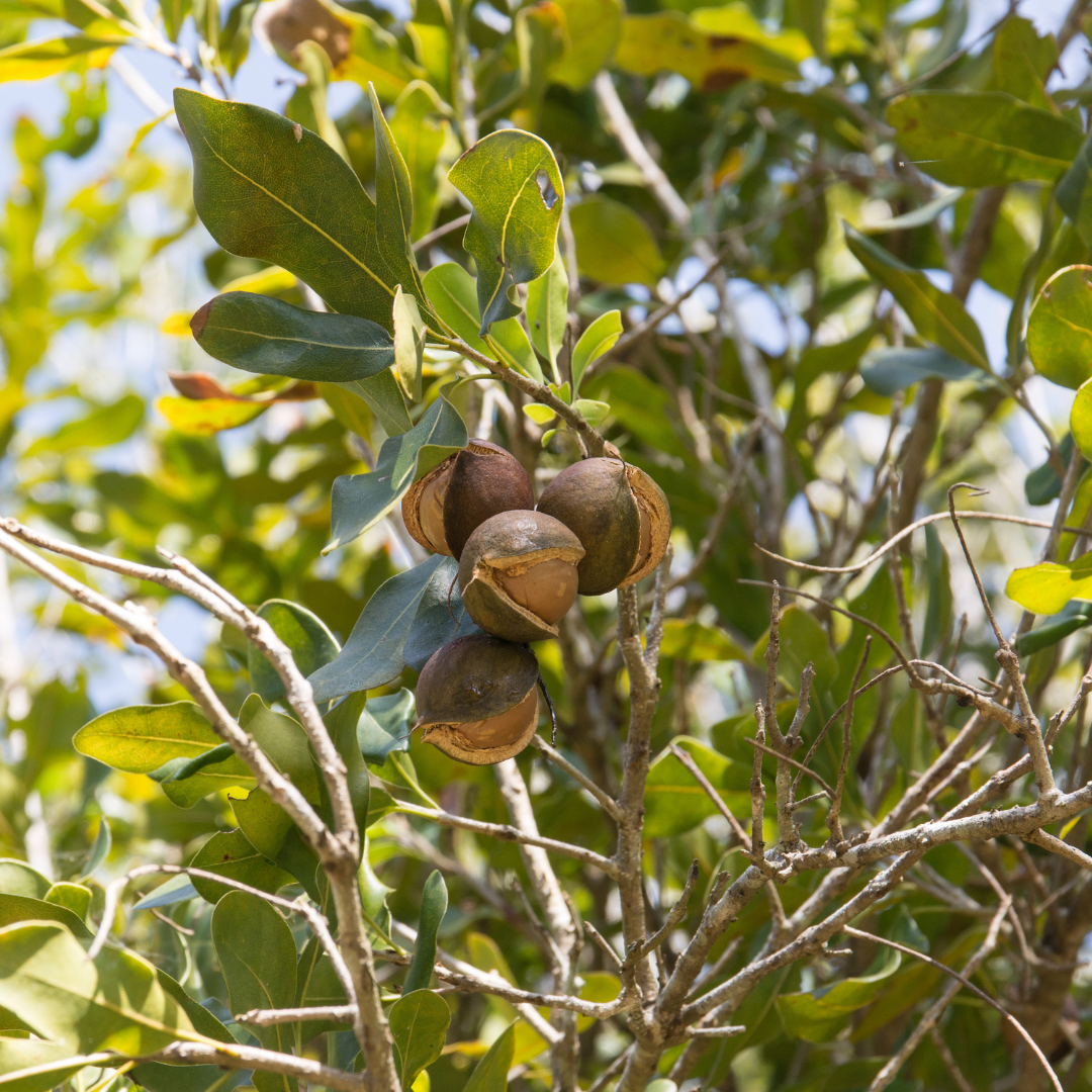 Le Macadamia : L'or croustillant de l'Australie