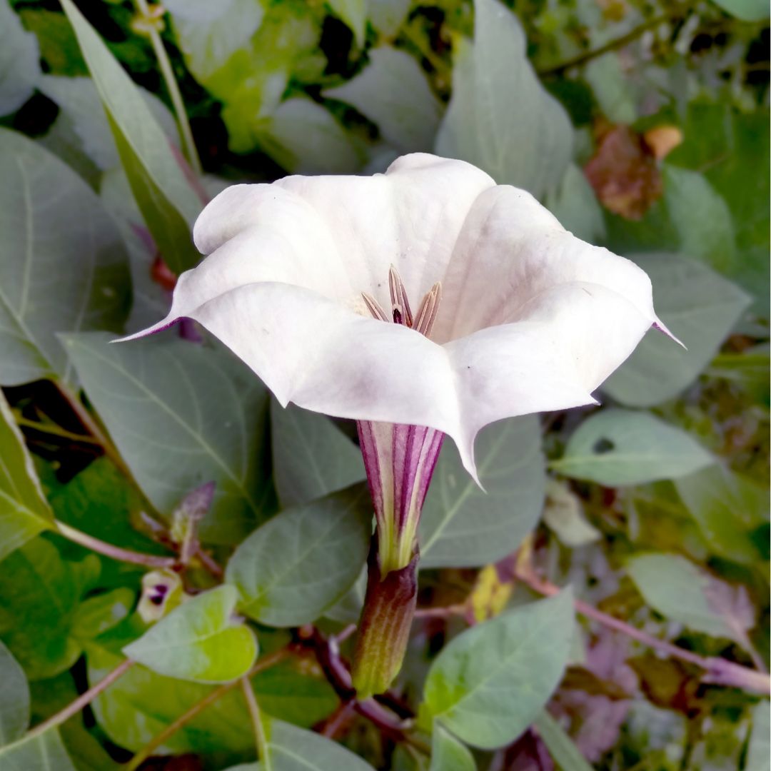 Datura : La plante envoûtante et énigmatique