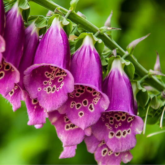 La Digitale (Digitalis purpurea) : Une llante éblouissante et puissante