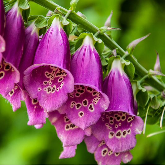 La Digitale (Digitalis purpurea) : Une plante éblouissante et puissante