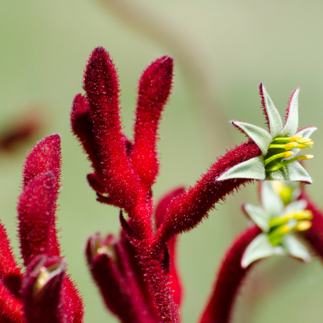 L'Anigozanthos : La fleur emblématique de l'Australie Occidentale