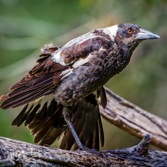 Cassican Flûteur (Gymnorhina tibicen) : Le charmeur des forêts Australiennes