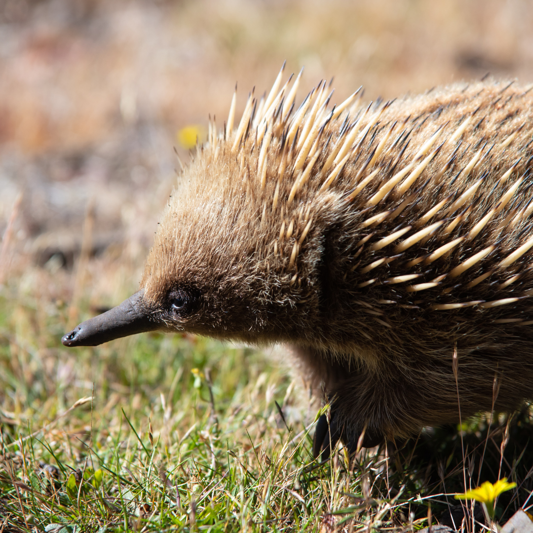 Découvrez l’Échidné Australien : Un Voyage au Coeur de la Faune Étonnante de l'Océanie