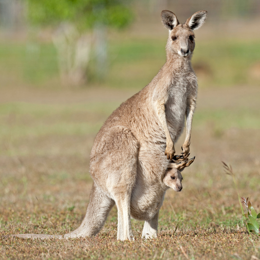 Le Kangourou Roux : Emblème sautillant de l'Australie