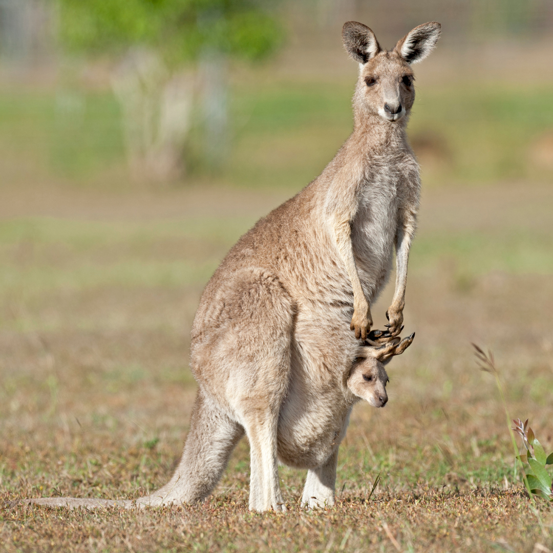 Le Kangourou Roux : Emblème sautillant de l'Australie