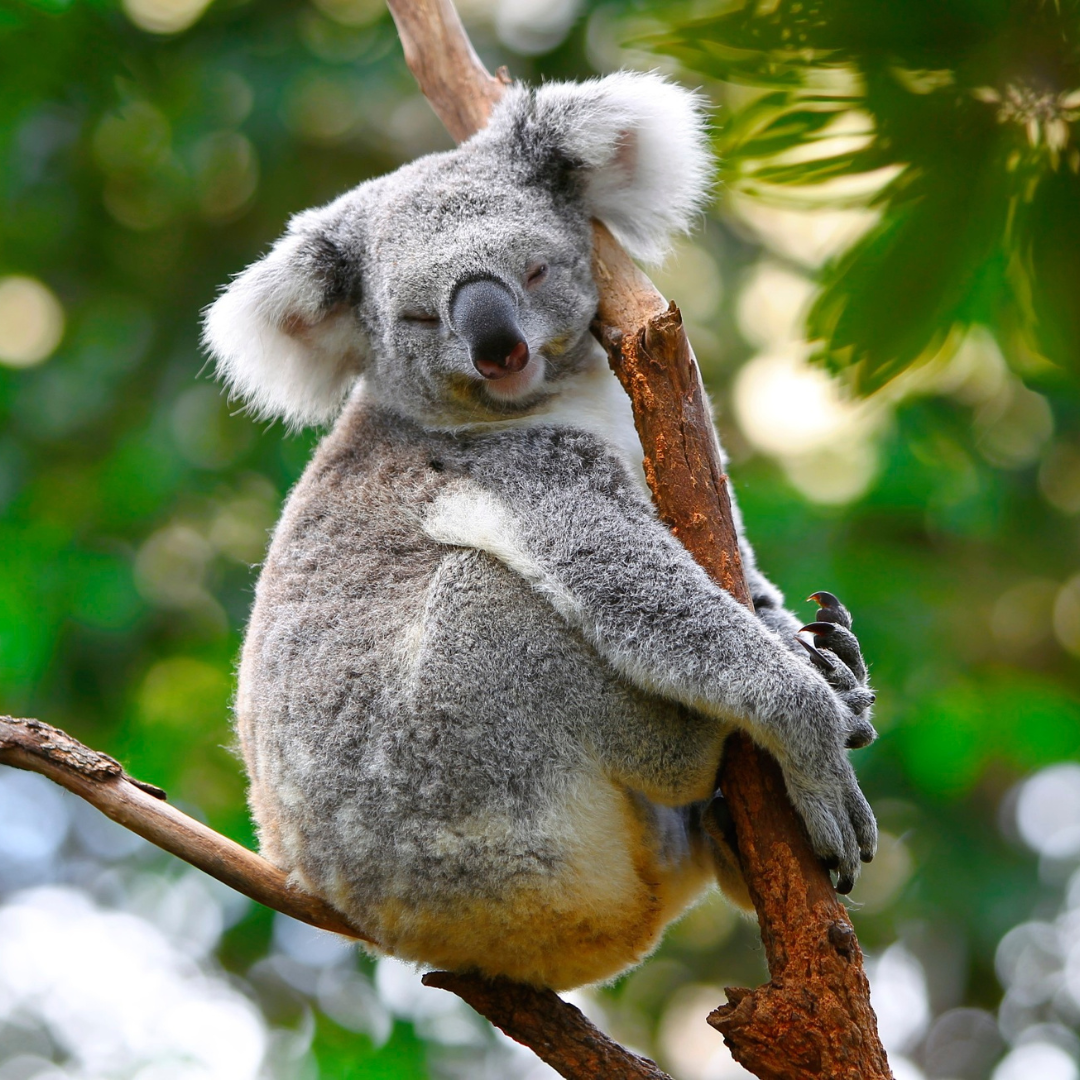 Le Koala : Symbole adorable de l'Australie