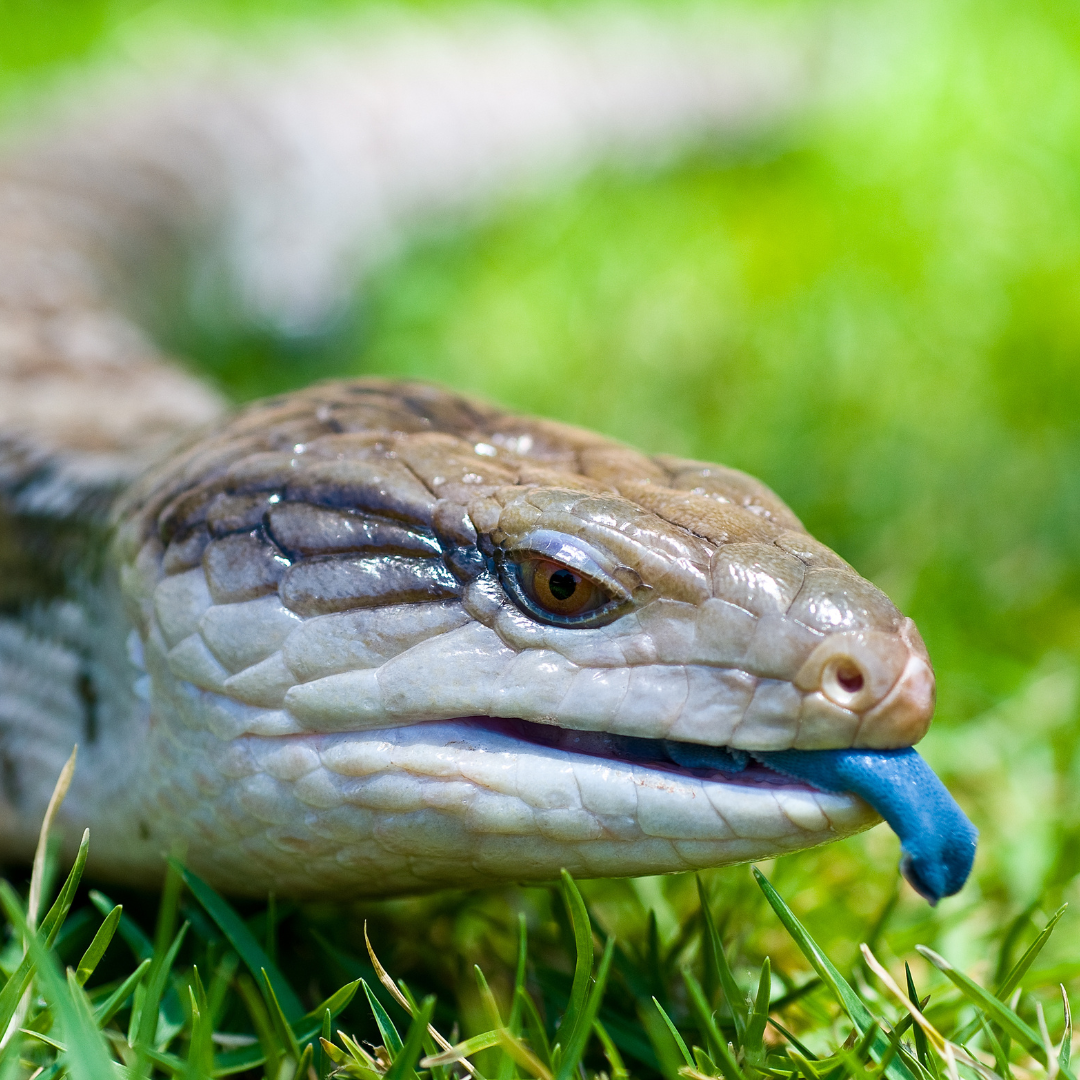 Le Scinque à Langue Bleue : Un lézard Australien fascinant