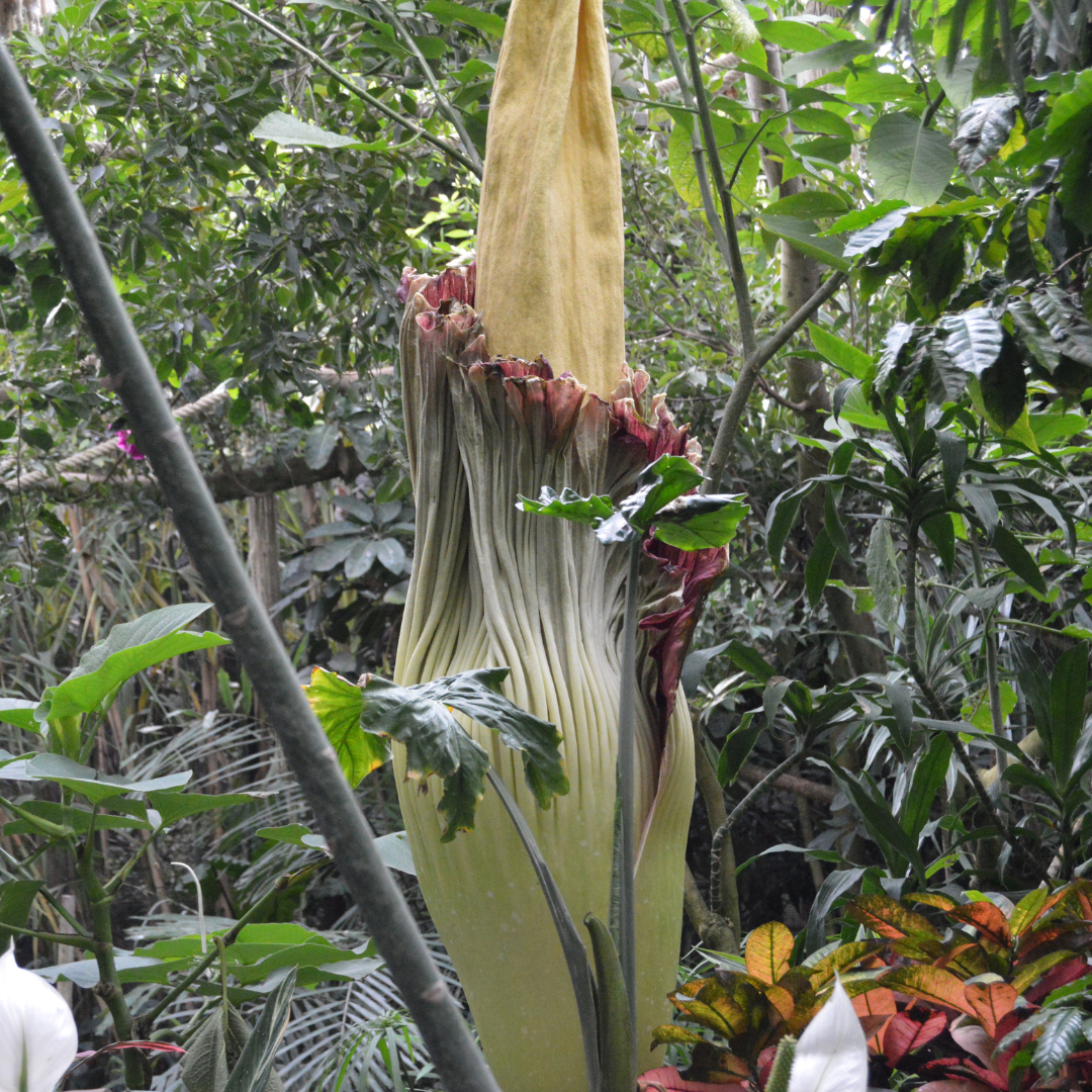 Amorphophallus titanum