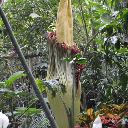 Amorphophallus titanum