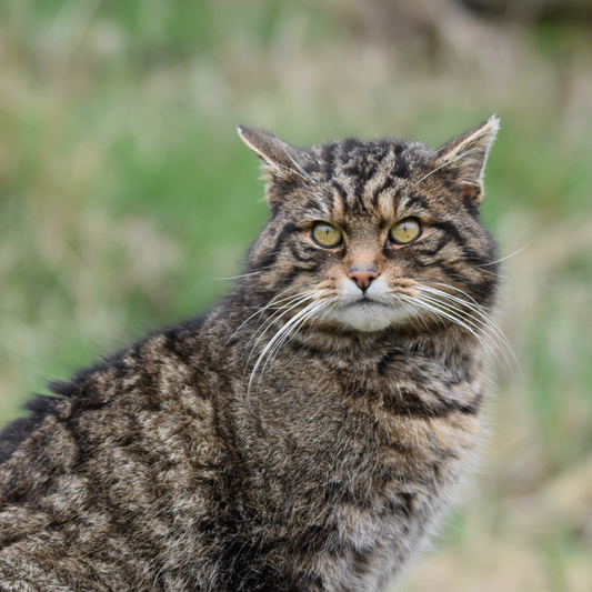 Le Chat sauvage Australien : Un prédateur invasif et redouté