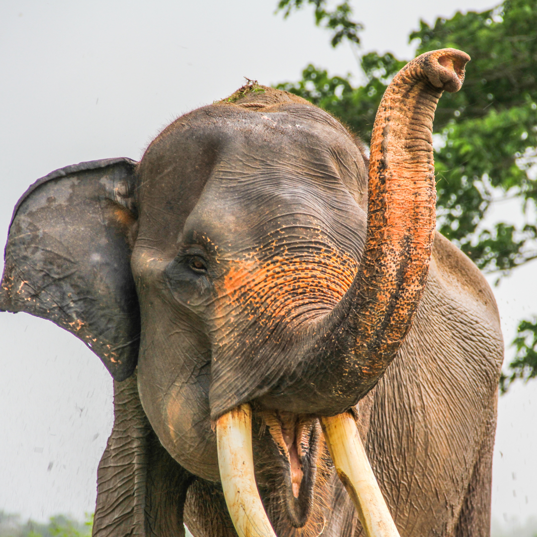 Éléphant de Sumatra