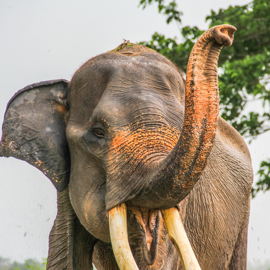 Éléphant de Sumatra