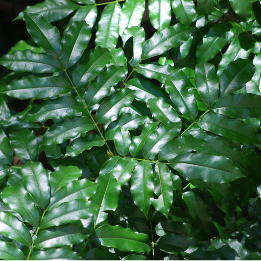 Ficus benjamina