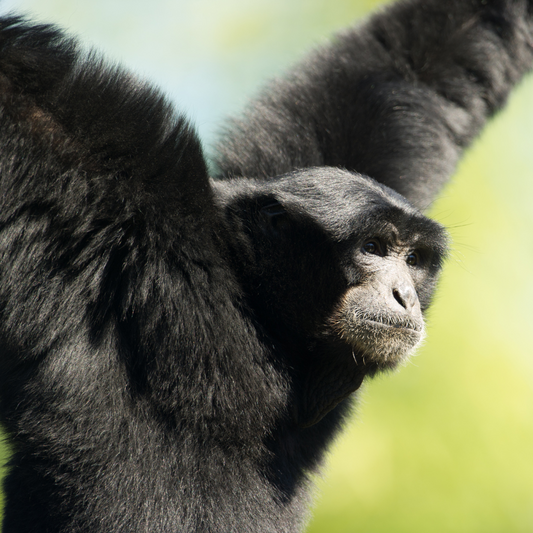 Gibbon de siamang