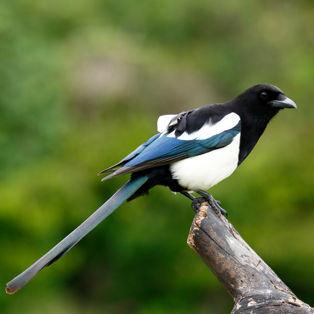 Les Pies-Magpies (Bowerbirds) : Architectes et artistes de la nature