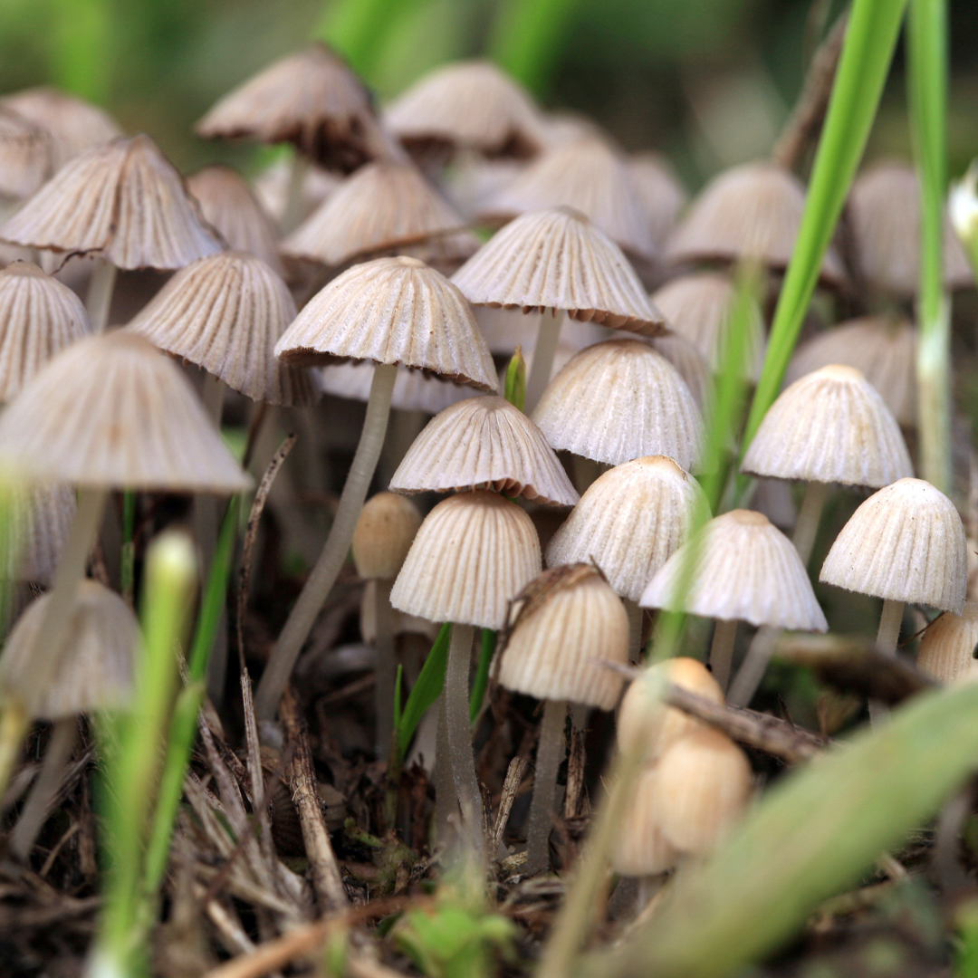 Les Champignons Hallucinogènes : Guide compréhensif et risques associés