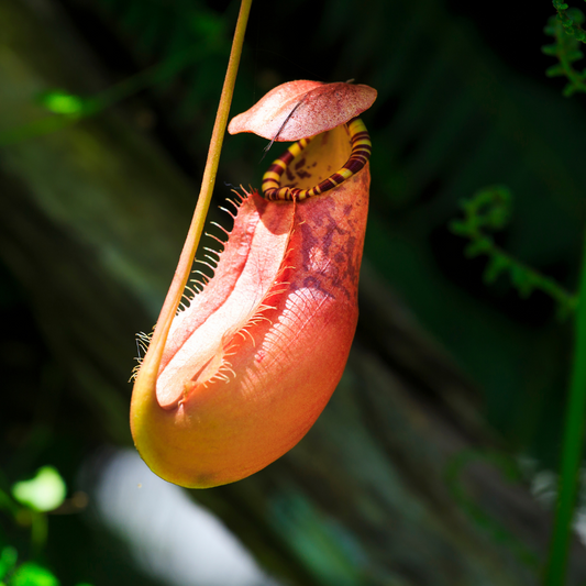 Nepenthes sumatrana