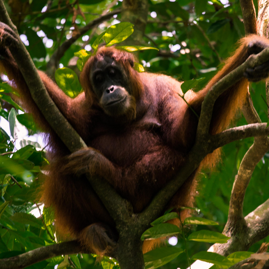 Orang-outan de Sumatra
