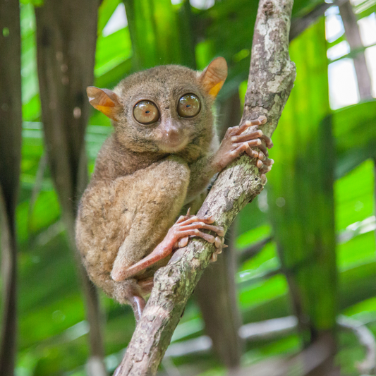 Tarsier de Tarsius