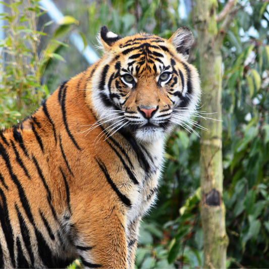 Tigre de Sumatra