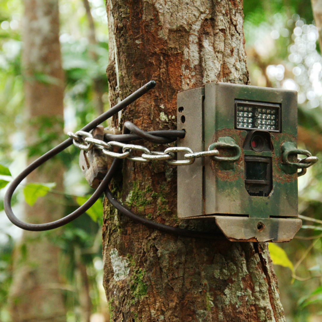Capture d'animaux en Australie et braconnage : Comprendre et agir