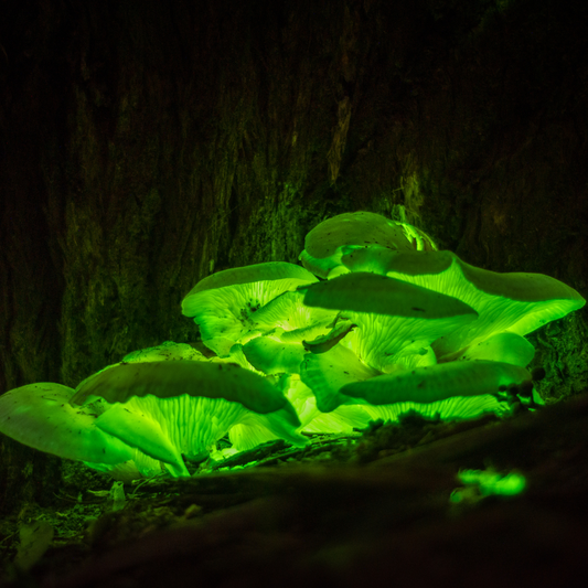 Omphalotus Nidiformis : Le champignon bioluminescent d’Australie