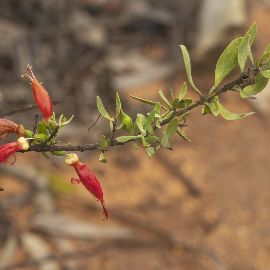 L'Emu Bush : Une plante Australienne unique